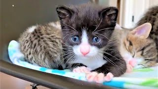 A Tiny Kitten Is Sweet and Precious After Got Rescued | Kittens Meowing