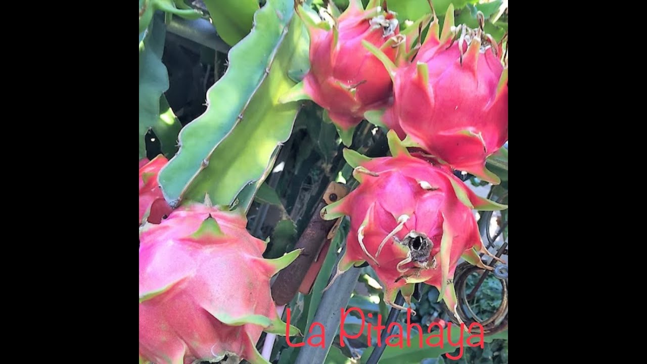 Pitahaya. Diferentes variedades. Undatus, American Beauty, Hybridum...La fruta del dragón.