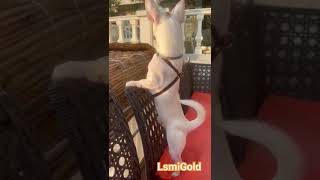 #видеопривет от повзрослевшего #chihuahua Мультик (Муся) из #солнечного г.Сочи