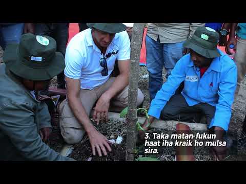 Parte 12: Prátika Agríkola Di'ak iha Kultivasaun Baunila nian - Kuda Baunila