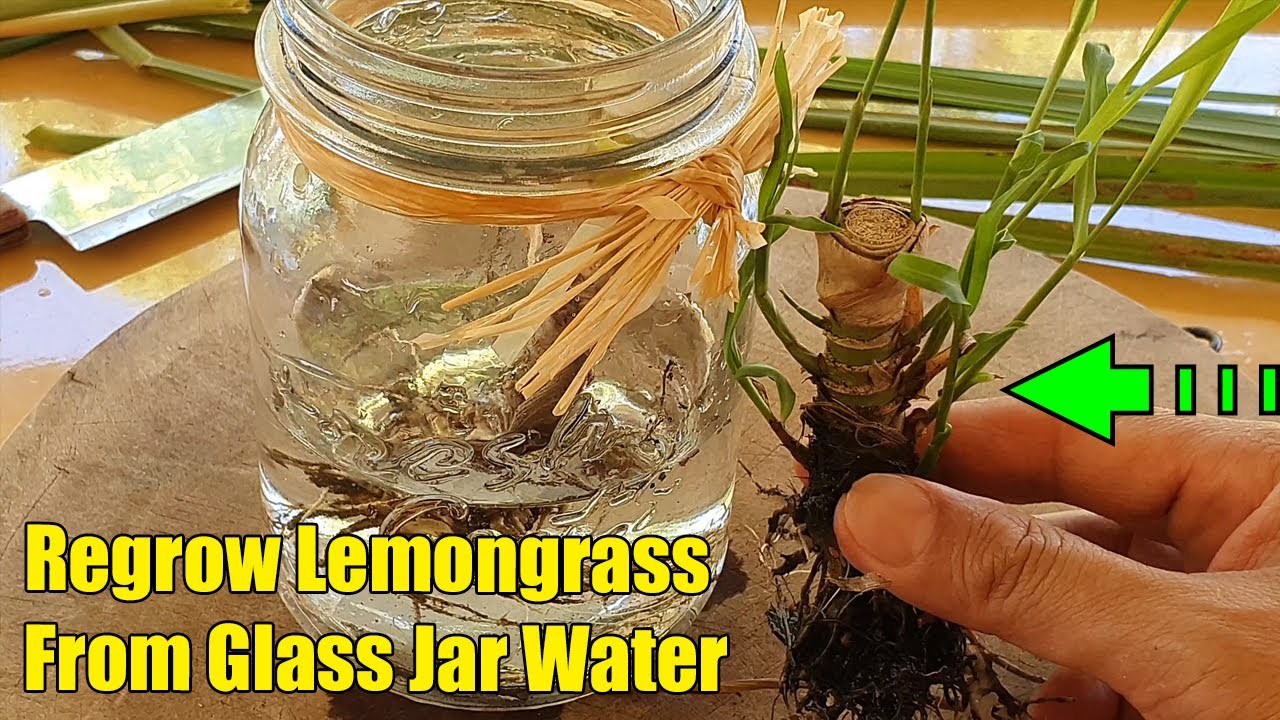 How to Propagate and Regrow Lemongrass Plants In Water From Root ...