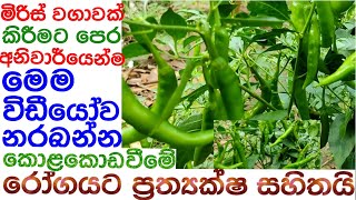 මිරිස් වගාවෙන් ඉතාම සාර්ථක අස්වැන්නක් ලබා ගැනීම සදහා