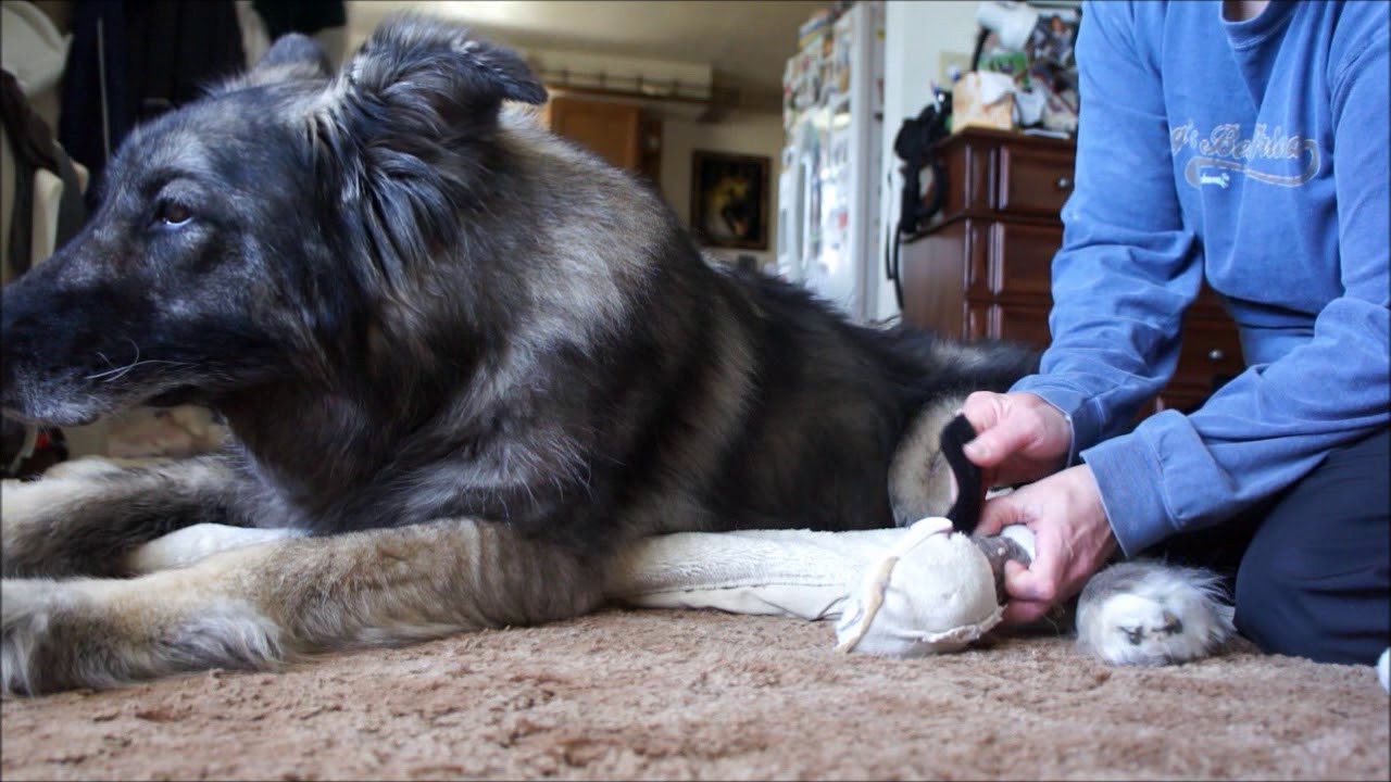 DIY Protective Paw Booties for Paralyzed Dogs YouTube