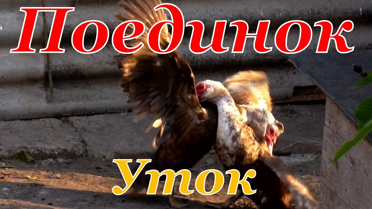 Поединок Двух Самцов Мускусной Утки / Разборки по Сельски