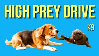 WATCH OUT! These 10 Dogs Have the STRONGEST PREY DRIVE on the Planet by Dog Breeds FAQ Channel 1,140 views 1 year ago 5 minutes, 48 seconds