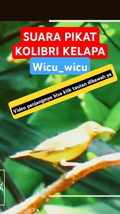 suara pikat Kolibri kelapa wicu wicu gacor korlap #kolibrikelapa #pikatkolibri #korlap #burcil