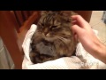 Cat mom hugs  kitten (Мамины объятия)