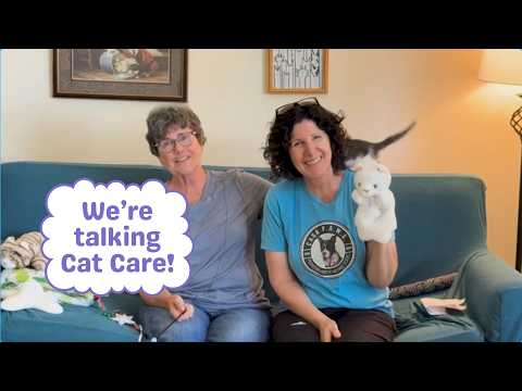 Cat Care
