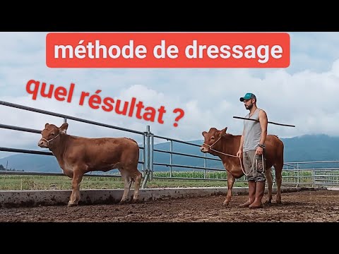 Vaches et veaux: méthode de dressage!