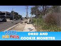 OMG Oreo races to protect Cookie Monster. Now both are looking for a home. Please share.