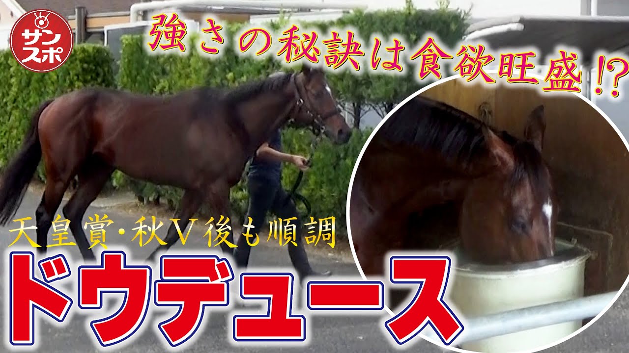 【ドウデュースの強さの秘訣とは？】天皇賞・秋V後も順調