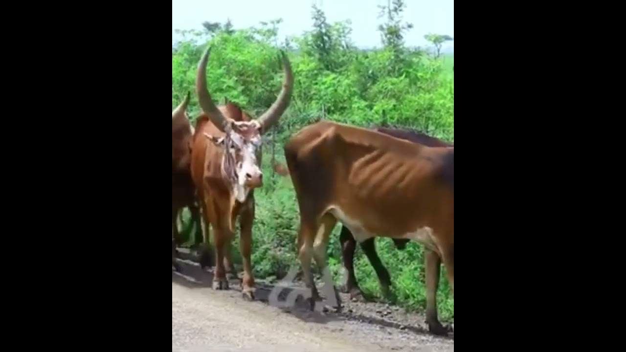 ደጉ ና የዋሁ የራያ ህዝብ እንኳን አደረሰህ🙏🙏 እንኳዕ አብፀሐካ ድበዓል አሸንዳ 