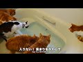 【猫アニソン】仮面ライダードライブOPを歌ってみた【マンチカンズ】