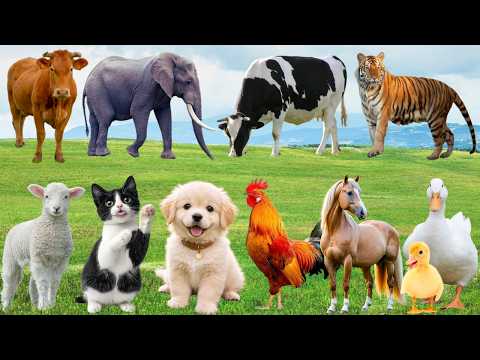 🌿 Đồng Quê Hòa Cùng "Tiếng Hát Đáng Yêu" – Chó, Mèo, Heo & Vịt Hát Lên Bản Nhạc Vui | Animals 🐶🐱🐷🦆