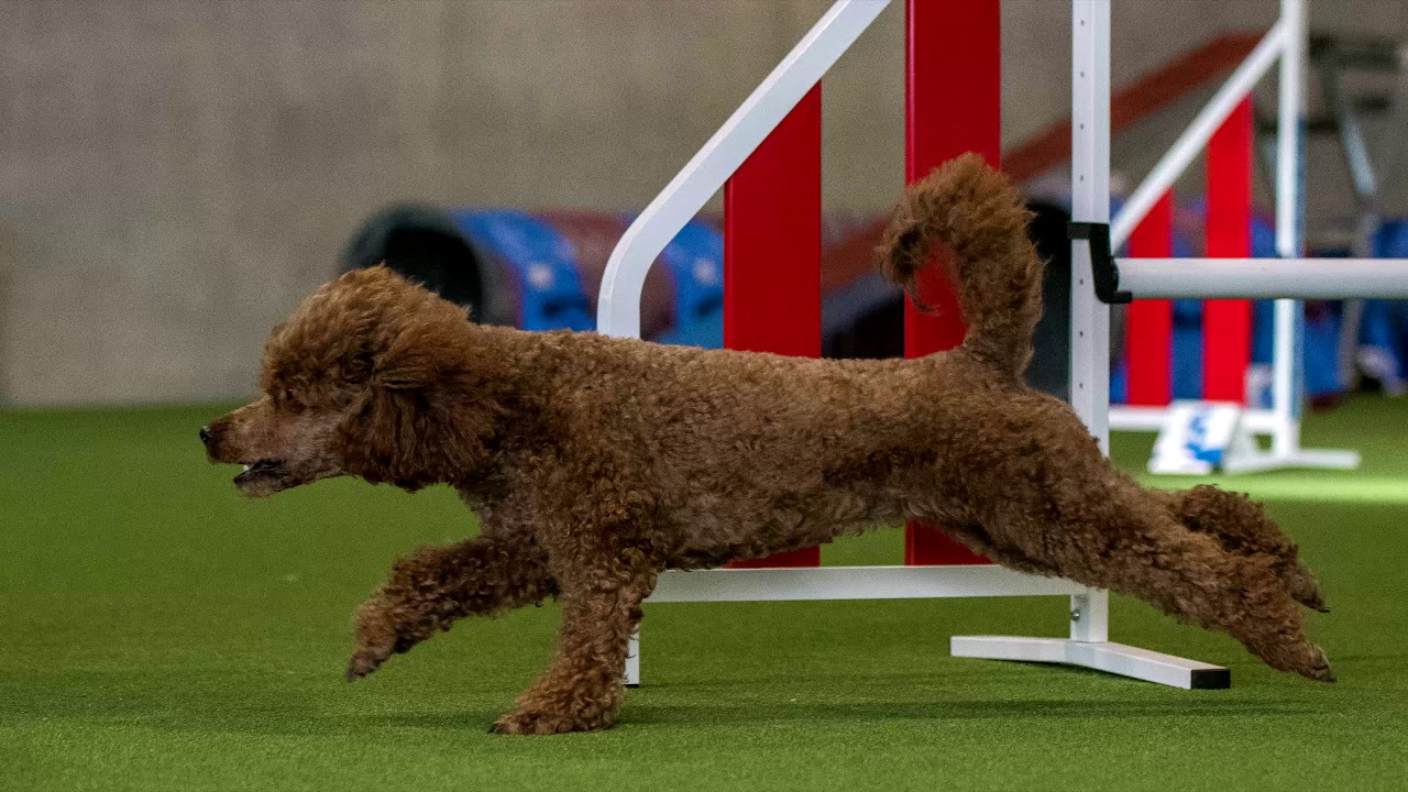 International Agility Poodle 2020 