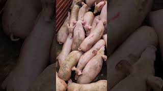 Transporting the pigs.#piggery #swastikpigfarm #pig #trending#piggerybusiness  #business