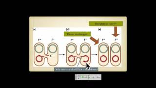 Genetics A Conceptual Approach: Chapter 9 pt 2 and Chapter 10 pt 1