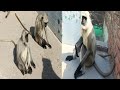 🐒👑 Monkey Leader Eating Aloo | Boss Monkey Food Time 😲🔥