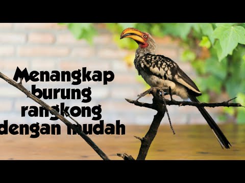 Video: Bagaimana Cara Menangkap Bombard?