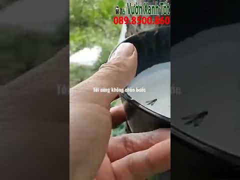 Video Cuộc sống dân làm mủ cao su - youtube