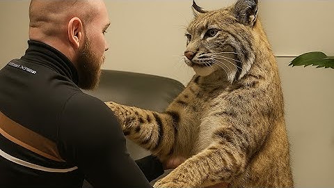 I Live With The Giant 100-Pound Bobcat Who Still Thinks He