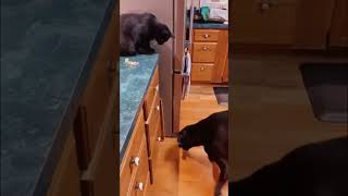 Little Kitten Feeds the Big Doggo 🤭🐶🐱 #animals #cat #dogs #cats #funny #cute #dog #friends