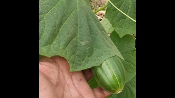 Growing cucumber in Polyhouse#shorts