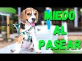 PERRO con MIEDO al PASEAR - 👉DESCUBRE Lo que DEBES HACER‼