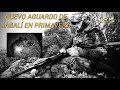 NUEVO AGUARDO DE JABALÍ EN PRIMAVERA 🎥🐗