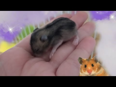 Video: Cum să te legi cu un hamster: 11 pași (cu imagini)