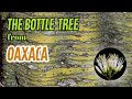 The Green Bottle Tree from Oaxaca thumbnail