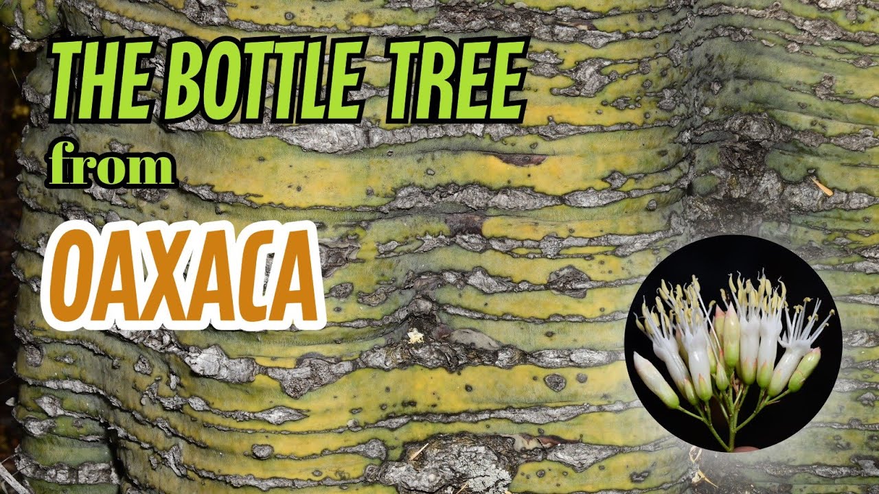 The Green Bottle Tree from Oaxaca