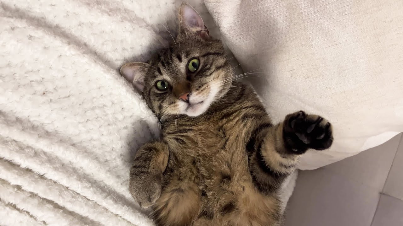 "This is my secret air biscuits recipe" YouTube