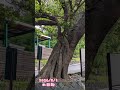 北投半日遊2026/08/01
