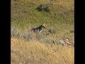 Woman Hunter Drops Sneaking Coyote | Hunting | #short #shortsvideo #shorts