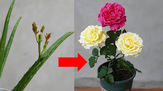 The Secret To Having A Beautiful Pot Of Colorful Roses