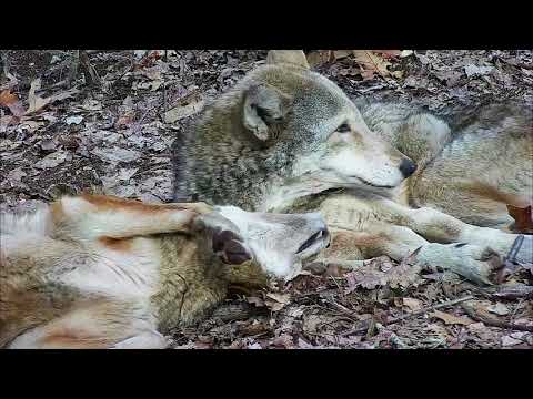 Video: Pária sa vlci na celý život v národnej geografickej oblasti?