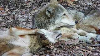 Wolf Gives Playful Mate the Cold Shoulder