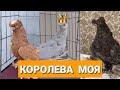 Новая коллекция, узбекские двухчубые голуби. Tauben. Pigeons. Королева моя