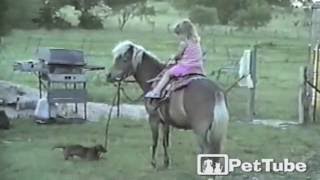 Tiny Dog Walks the Horse - PetTube by PetTube - Planet's Funniest Animals 6,363 views 7 years ago 54 seconds