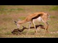 How Mother Springbok Giving Birth