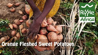 Plant Share Eat - Orange Fleshed Sweet Potatoes - Ripple Africa