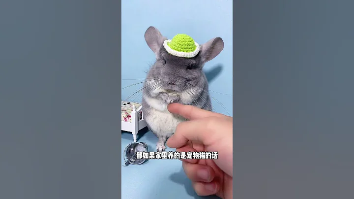 Video 7027561: cat chinchilla cute