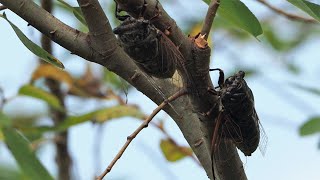 1110720 Cicada singing at Tao-Yuan
