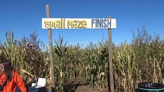 🌽Corn Maze at Schuster's Playtime Farm