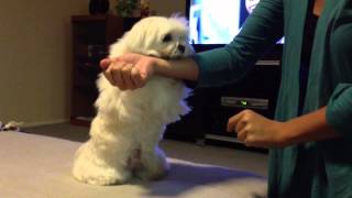 Obi The Maltese- A Trick For All His Friends by Obi and Owen- Maltese 783 views 11 years ago 29 seconds