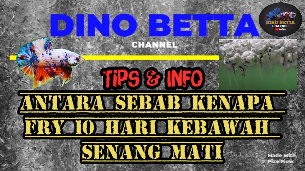 Antara Punca Fry Berusia 10 Hari Ke Bawah Senang Mati | TIPS & INFO