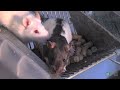 Mice: Nature's Disposable Animals - Horrifying Planet - Ep. 11