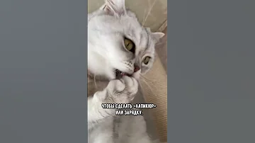 Почему кот точит когти, когда хозяин возвращается домой #коты #кошка #shorts