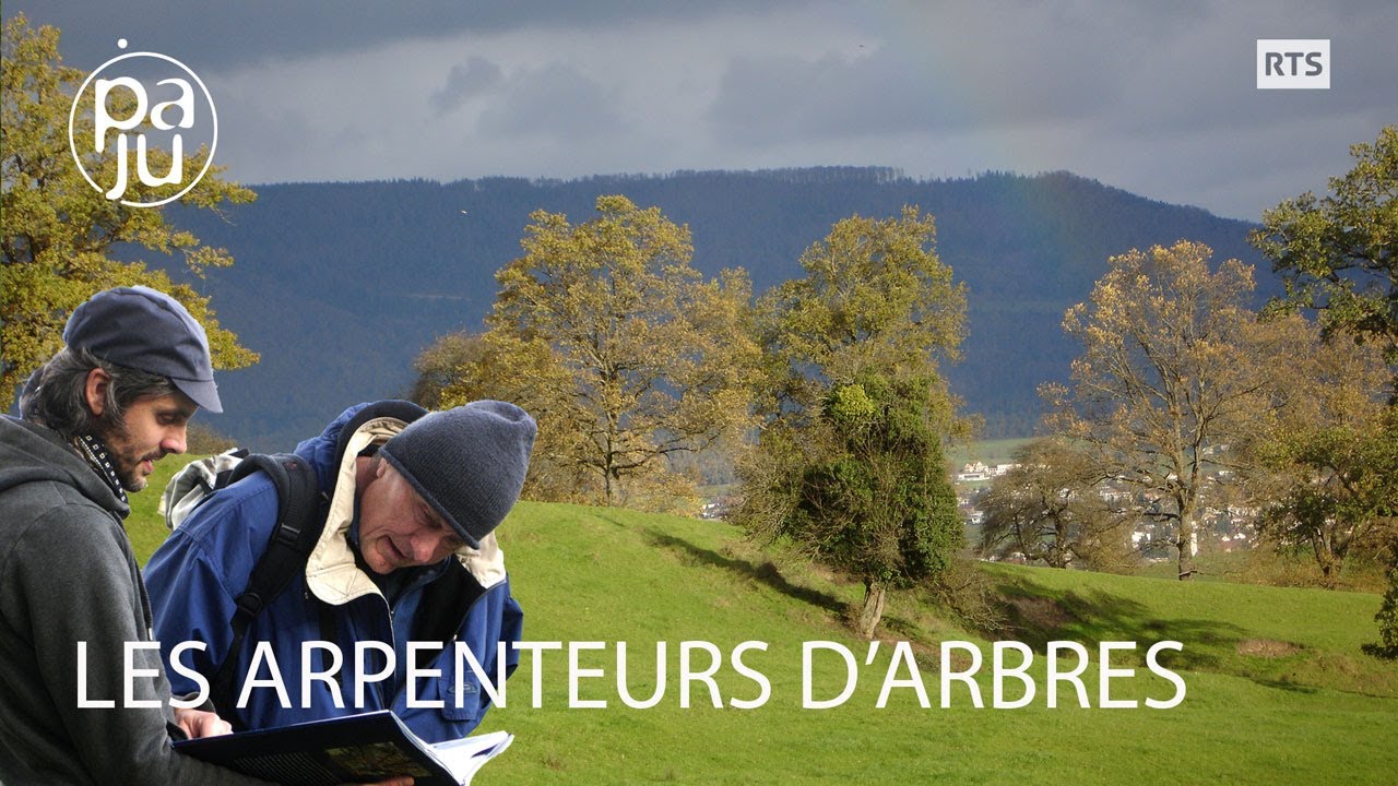 Deux passionnés traquent les arbres remarquables de Suisse